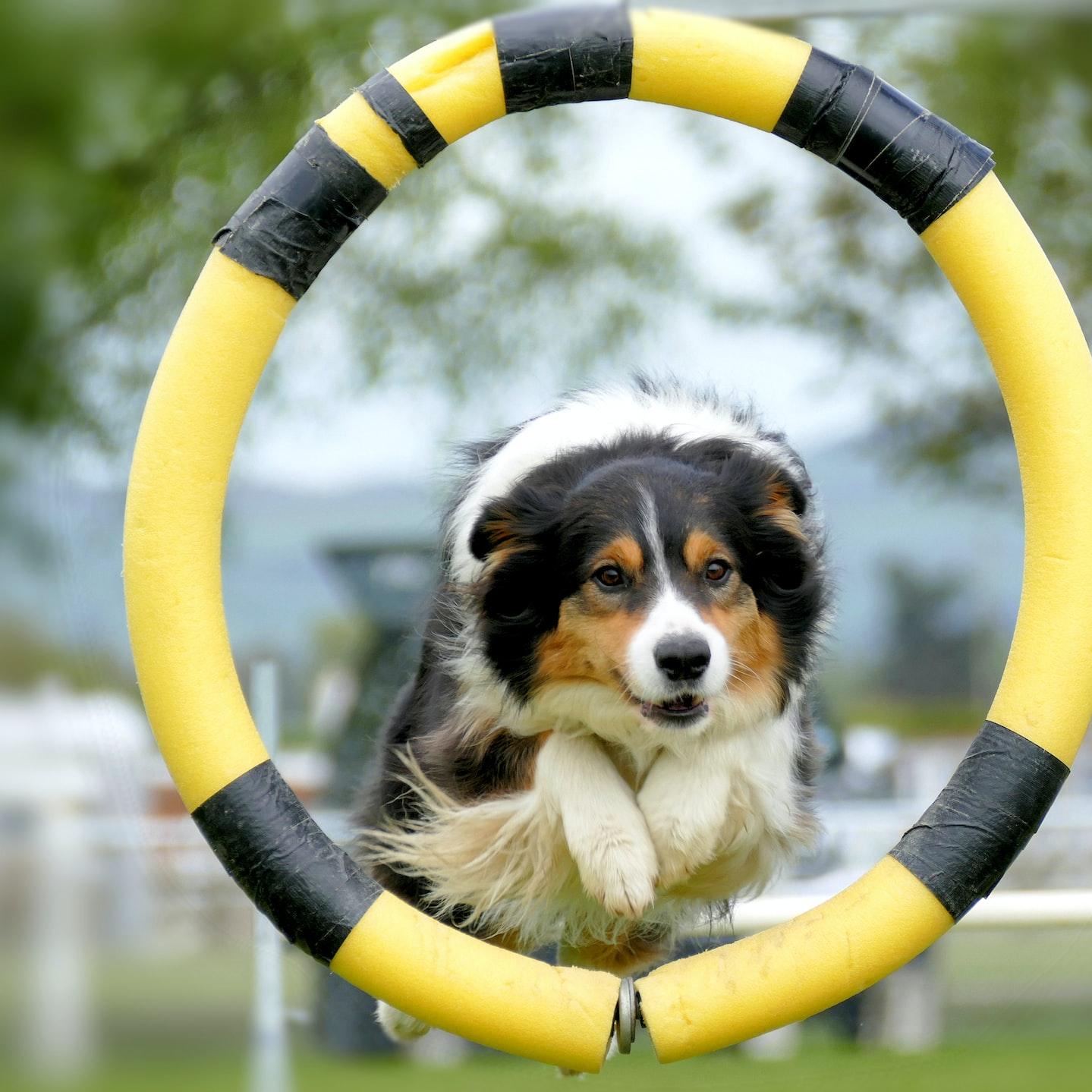 black white and brown long coated dog on yellow and white inflatable ring